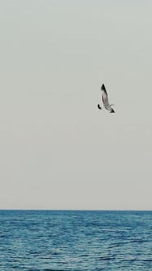 Seagulls flying over the sea. Slow motion Vertical video