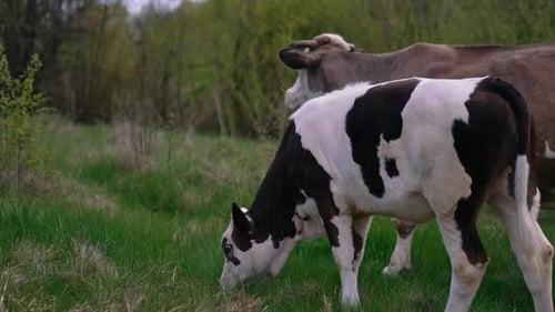 Calf and a cow in nature.