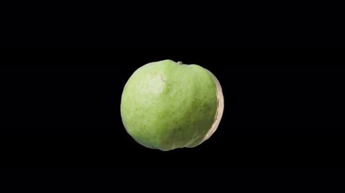 Rotating Fresh Guava Fruit Isolated on Black Background