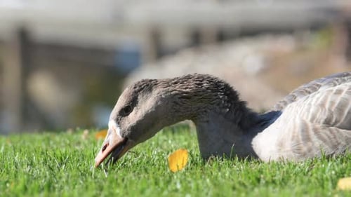 Duck Eats Grass