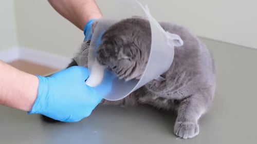 Veterinarian Tending to Cat Leg Injury
