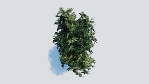 Lush Green Tree from Above