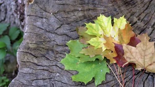 dry golden orange yellow green red leaves autumn fall mood.life stage age changes