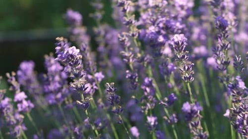 Blühende Lavendelblüten 17