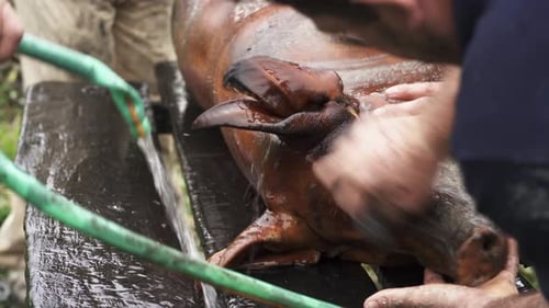 Hog carcass scorched and soaped being cleaned for dismembering in a rural setting - Close up