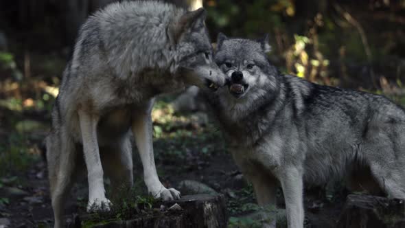 timberwolves fighting snapping and biting slomo, Nature Stock Footage ...