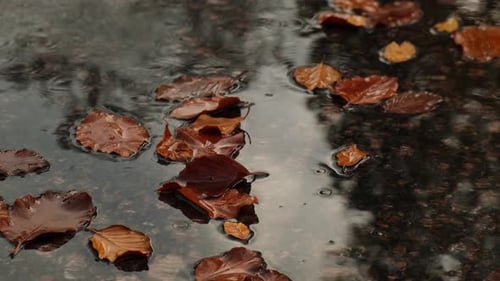 Fall Raindrops Falling Into Puddle with Autumnal Leaves Hello Fall Autumn Leaves Float on the
