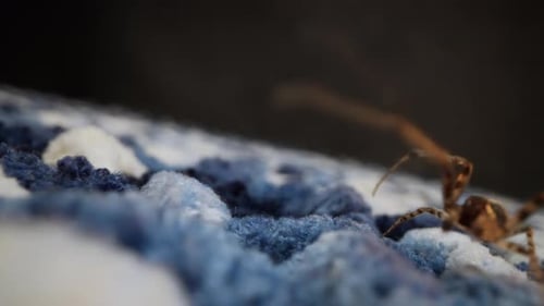 Closeup of Soft Textured Fuzzy Fabric in Blue and White