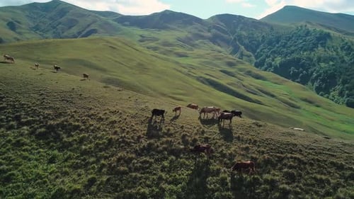 Aerial of Herd of Cows Grazing on the Top of the Mountain in Highlands on a Bright Sunny Day