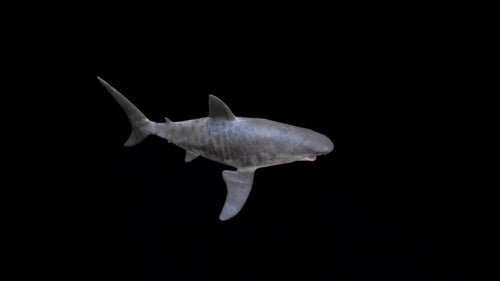 3D Realistic Shark Swimming with Alpha Channel Animation