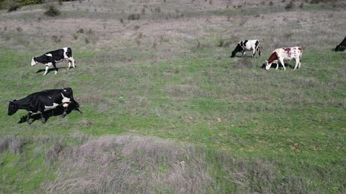 Cows Grazing Peacefully on Green Pasture, Aerial View