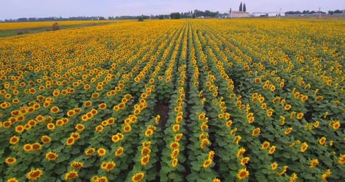 Luftaufnahme eines Feldes mit Sonnenblumen