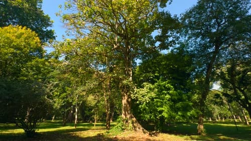 Beautiful trees in park on sunny summer day. Action. Beautiful soothing landscape of green park