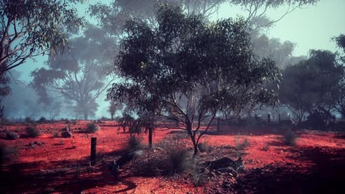 Red Dirt Field With Background Trees