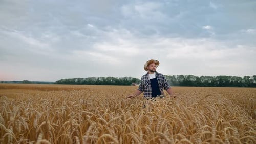 Farmer in a golden wheat field on overcast day