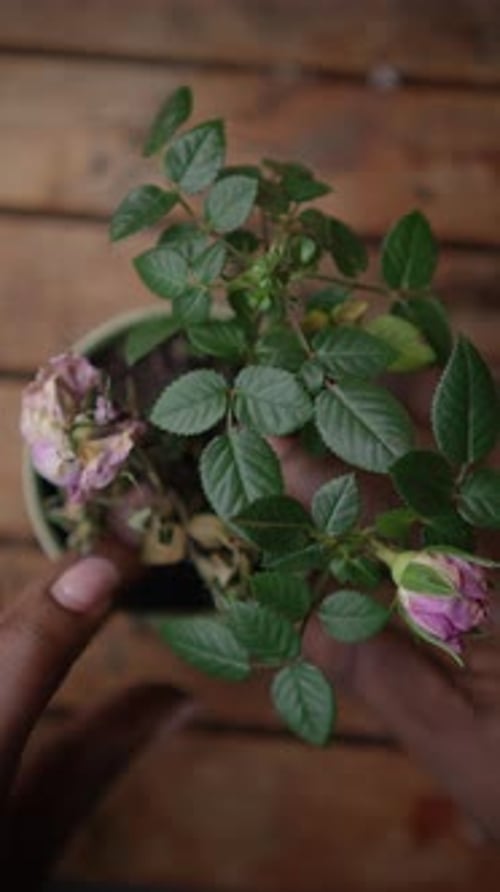 An Indoor Potted Rose Plant Beautifully Decorated with Gorgeous Colorful Blooms and Leaves