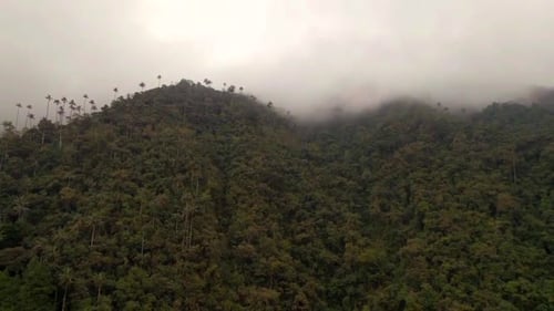 Montagne tropicale effrayante et théâtrale recouverte de palmiers. Prise de vue aérienne d'établissement.