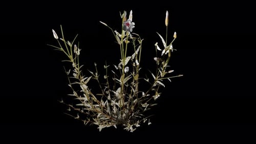 Animated White Flower Plant Swaying on Alpha Channel
