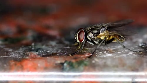 Nahaufnahme einer Stubenfliege (Musca domestica), die Reste von einer Küchentheke aus Marmor kratzt.