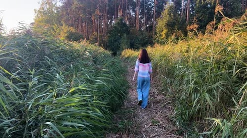 A Walk Among The Reeds Near The Forest