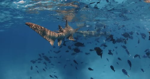 Nurse Shark Swimming n Blue Sea with Tropical Fishes Sharks Underwater in Tropical Ocean
