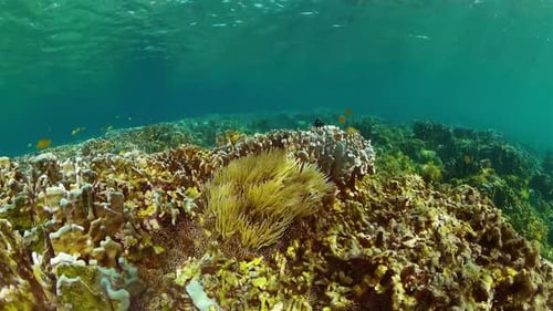 Vibrant Coral Reef with Colorful Fish Underwater