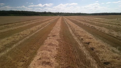 Wheat field aerial view in Ukraine