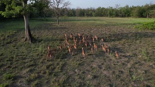 spotted deer