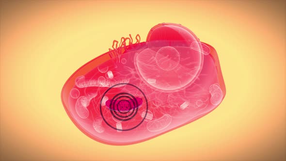 4K abstract animation of the biological cell and the mitochondria ...
