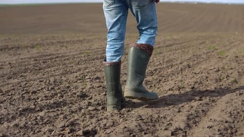 Indian Farmer Walk on His Wheat Field Before Growth a Wheat