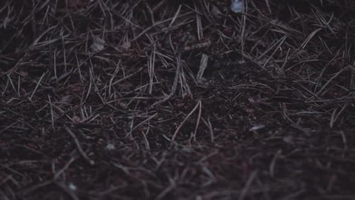 Nahaufnahme von Ameisenhaufen und arbeitenden Ameisen