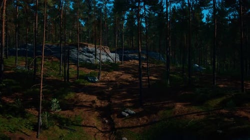 Wild Pine Trees at Dawn During Sunrise in a Beautiful Alpine Forest