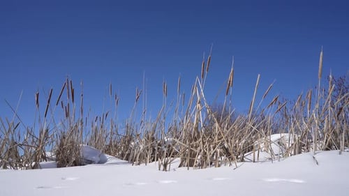 Winter Cattails Against Blue Sky