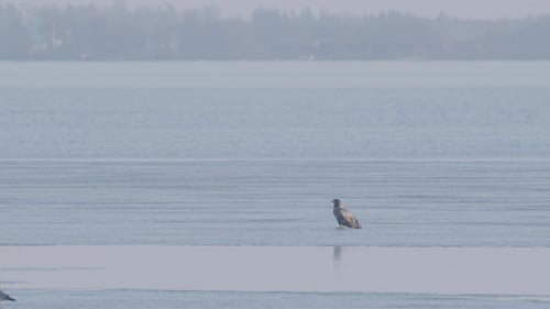 White-tailed eagle sitting on frozen lake thin ice in early spring