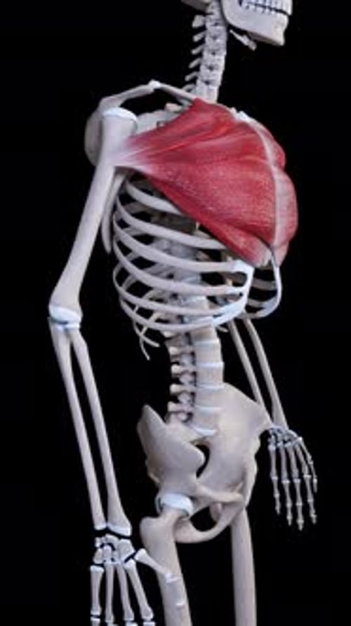 Rotating 3D Human Skeleton with Pectoralis Major Muscle for Medical Anatomy