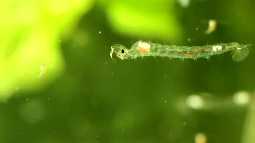 Phantom Midge larva (Chaoborus sp.) underwater in a pond, drifting slowly backwards and digesting fo