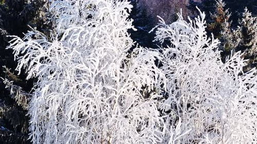 Winter forest presenting trees covered in hoarfrost and snow, a scene of frozen nature in aerial