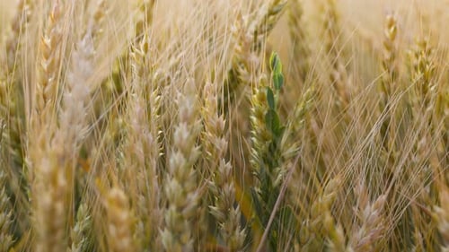 Wheat Field Ears of Wheat Swaying From the Gentle Wind