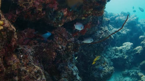 School of fish swim underwater on the coral reef in the Maldives