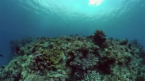 Coral Reef and Tropical Fish Philippines
