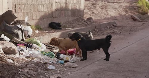Tres perros callejeros comiendo basura en Cusco 4k