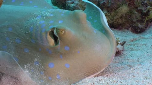 Blue-Spotted Stingray Resting near Coral Reef