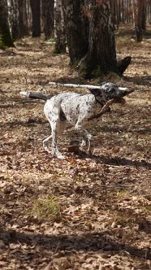 Un Dalmatien traverse joyeusement une forêt en serrant un bâton