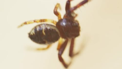 Une nature fragile quand le vent souffle et fait vibrer une araignée accrochée