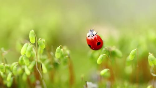 Nahaufnahme der Tierwelt eines Marienkäfers im grünen Gras im Wald
