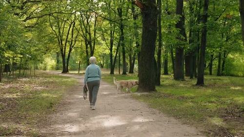 Elderly Woman Walking Along a Wide Forest Path in a Park While Holding a Dog Leash
