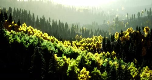 Lush Green Forests with Vibrant Foliage in Autumn Sunlight During Daytime