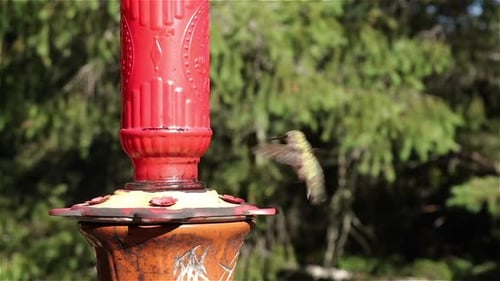 Vue au ralenti d'un colibri au soleil buvant dans une mangeoire à eau sucrée rouge vif
