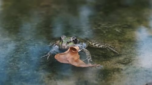 Frog Resting on Leaf in Water