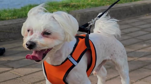 Happy Dog Panting Wearing Harness on Leash
